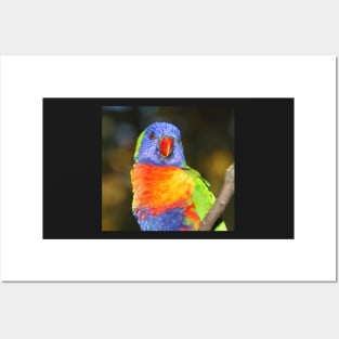 Rainbow Lorikeet Portrait Posters and Art